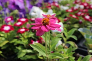 close-up picture of a pink flower.